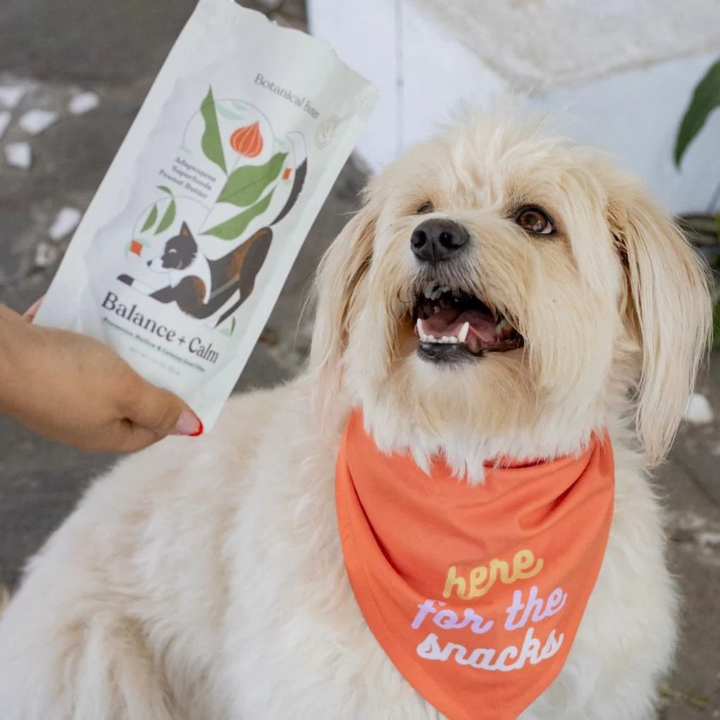 Dog Treats