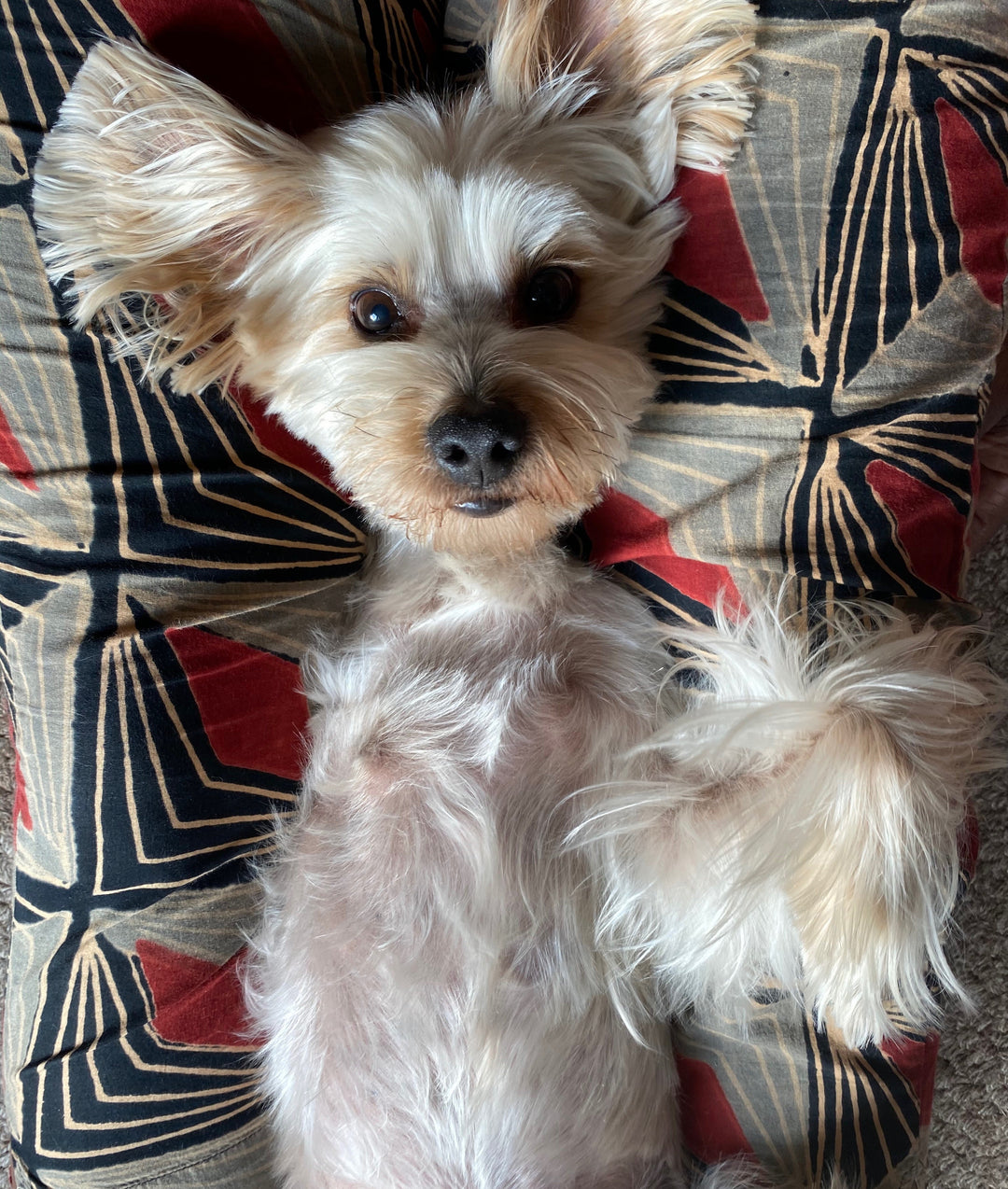 Our New Site, the New Arrivals and National Hug Your Dog Day!