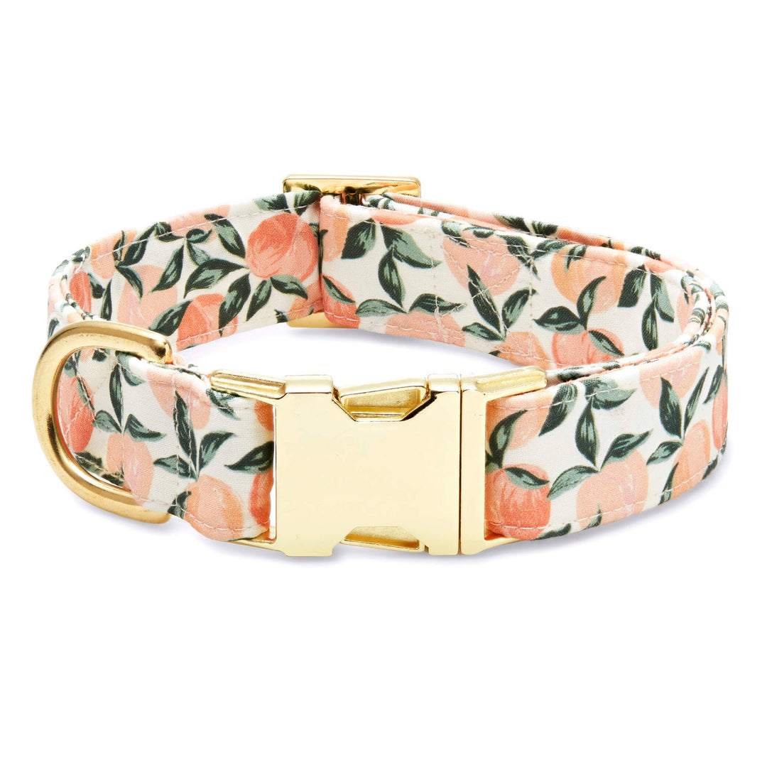 Foggy Dog Collar